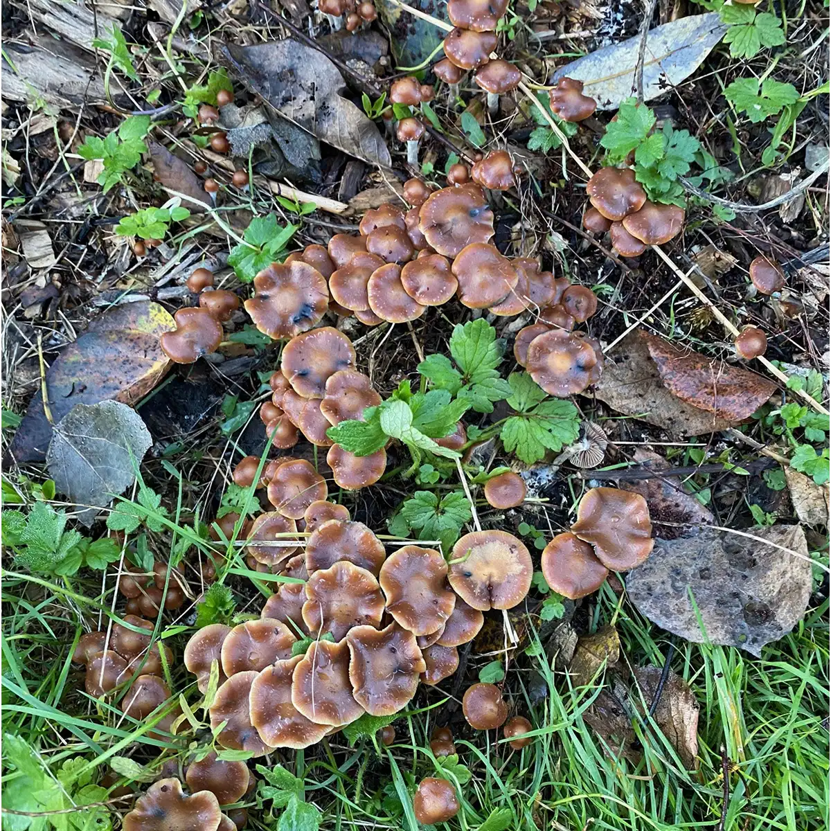 A flush of Psilocybe Cyanescens growing in the wild