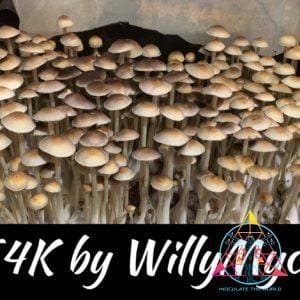 E4K Spore Print (Willy Myco)