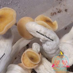 Mexican Red-Spore Cubensis Spore Swab