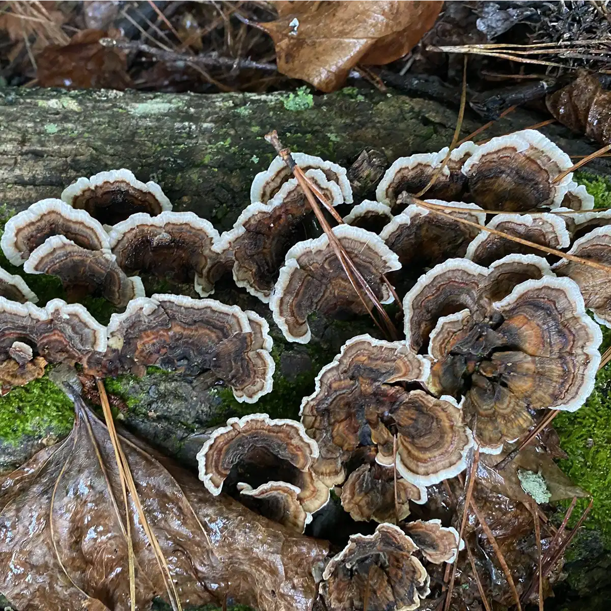 Turkey Tail mushrooms growing on a log in the wild