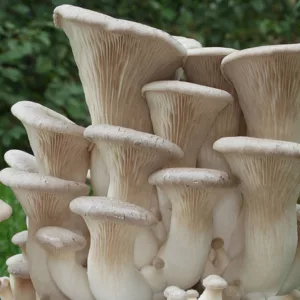 King Oyster mushroom cluster