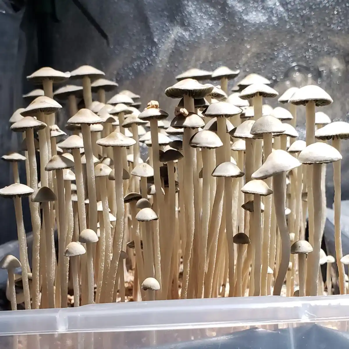 sideview of white panaeolus cyanescens mushrooms in tub