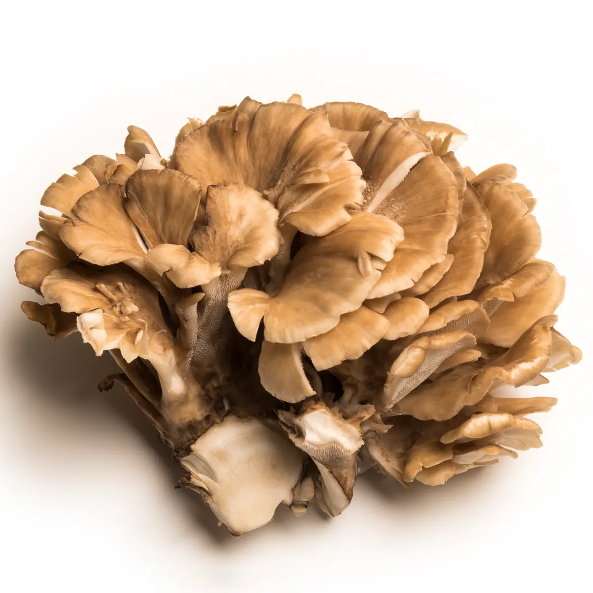 Large cluster of Maitake mushrooms on white backround