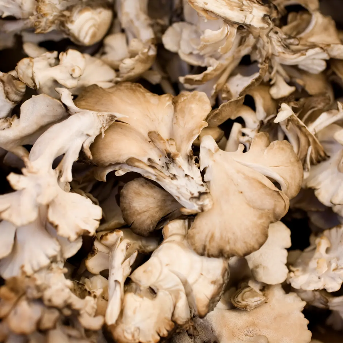 Maitake Liquid Culture Syringe - Image 2