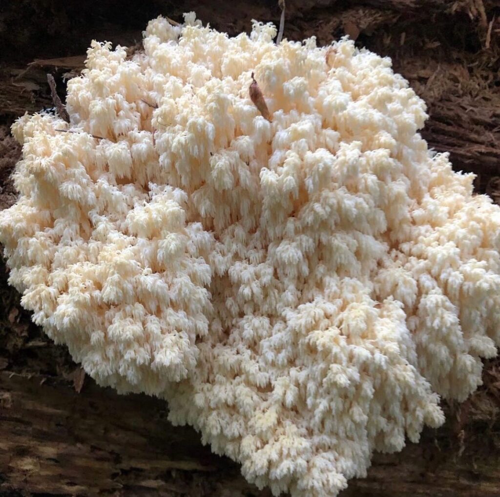 large flush of white lions mane mushroom fruiting from a brown log