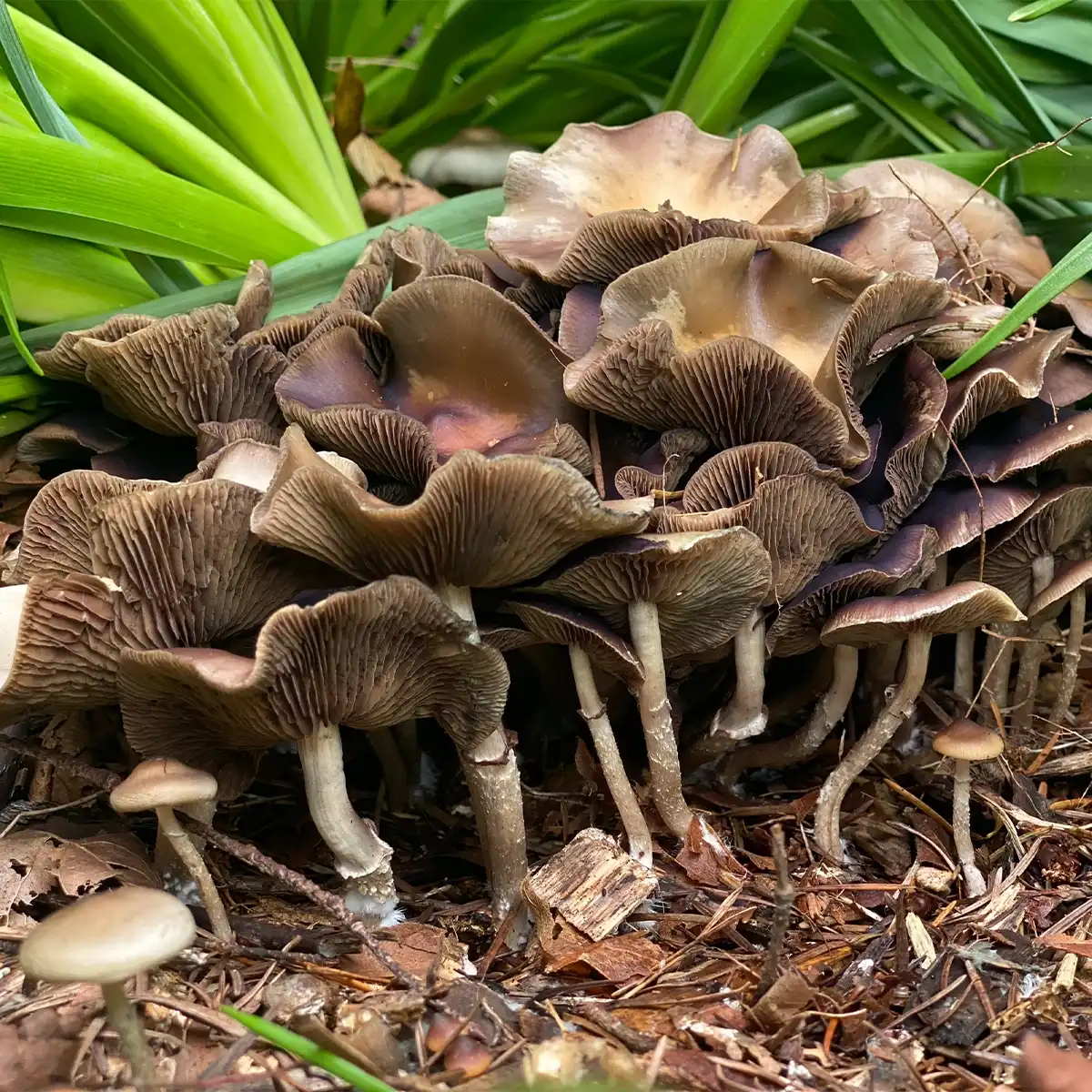large flush of psilocybe ovoideocystdiata mushrooms growing amongst green foliage