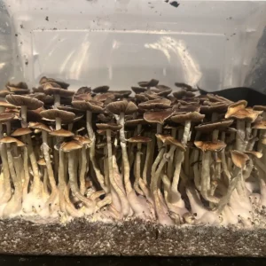 Dulce Cubensis Spore Syringe mushrooms.