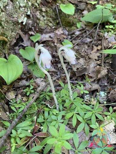 Monotropa uniflora
