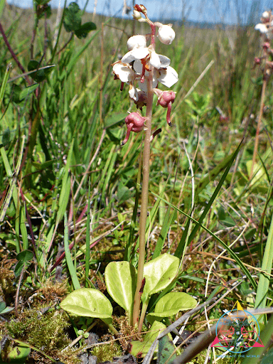 Sarcodes sanguinea