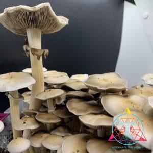 redboy cubensis mushrooms