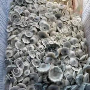 Large flush of albino tex pe6 cubensis mushrooms in a tub