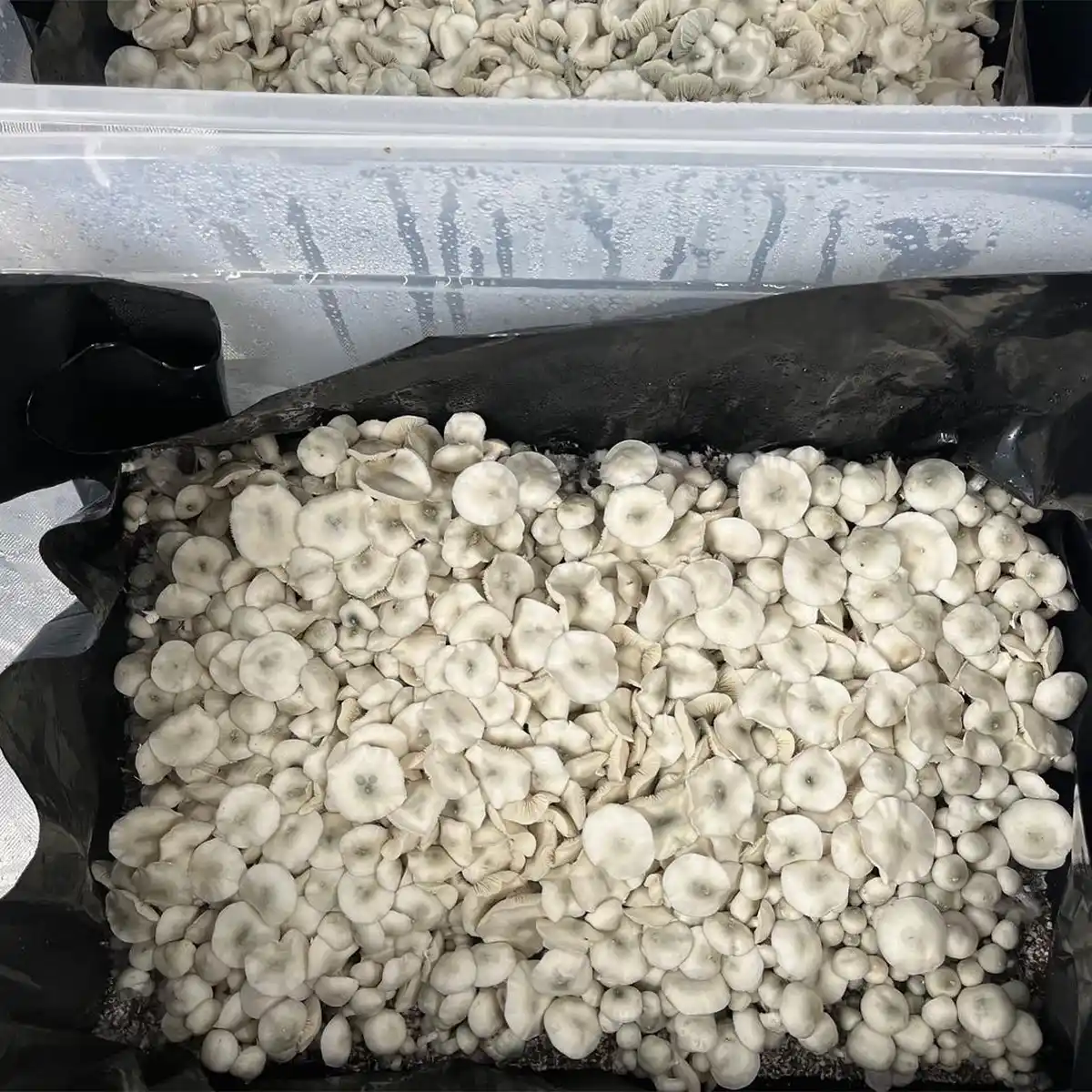 Large flush of albino tex pe6 cubensis mushrooms in a tub