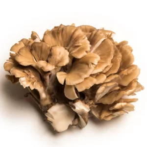 Large cluster of Maitake mushrooms on white backround
