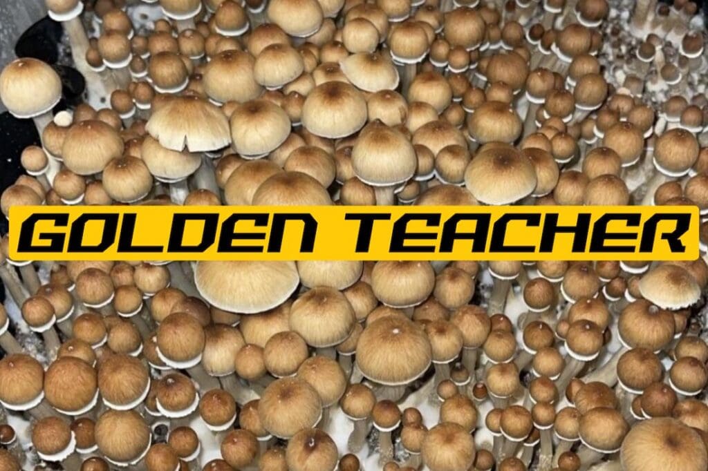 Dozens of Golden Teacher mushrooms