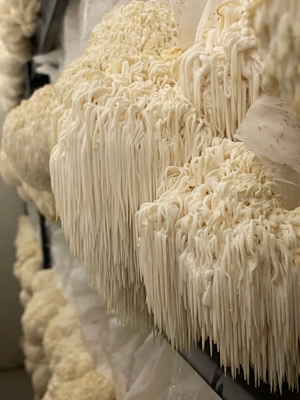 Lion's Mane mushrooms growing indoors with long gills