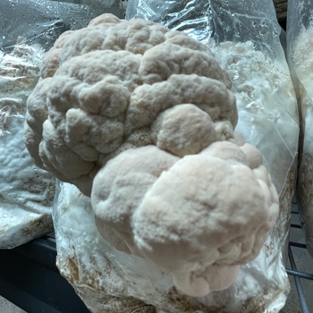 Lion's Mane mushroom growing out of a bag indoors