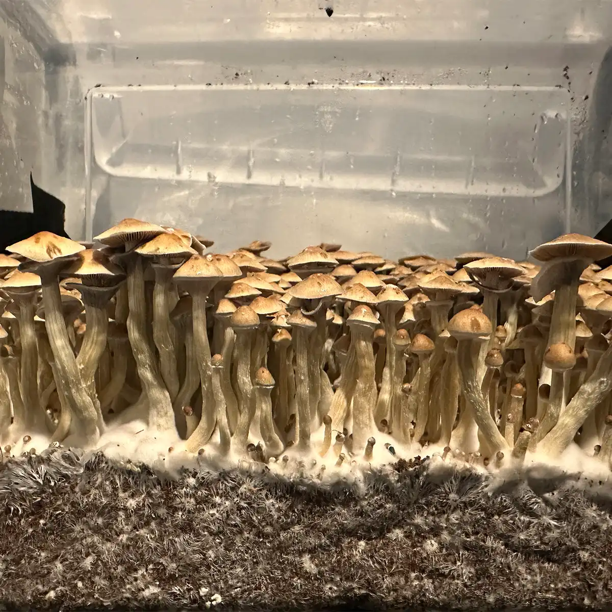 A bountiful tub of Corumba Brazil cubensis spore syringe mushrooms.