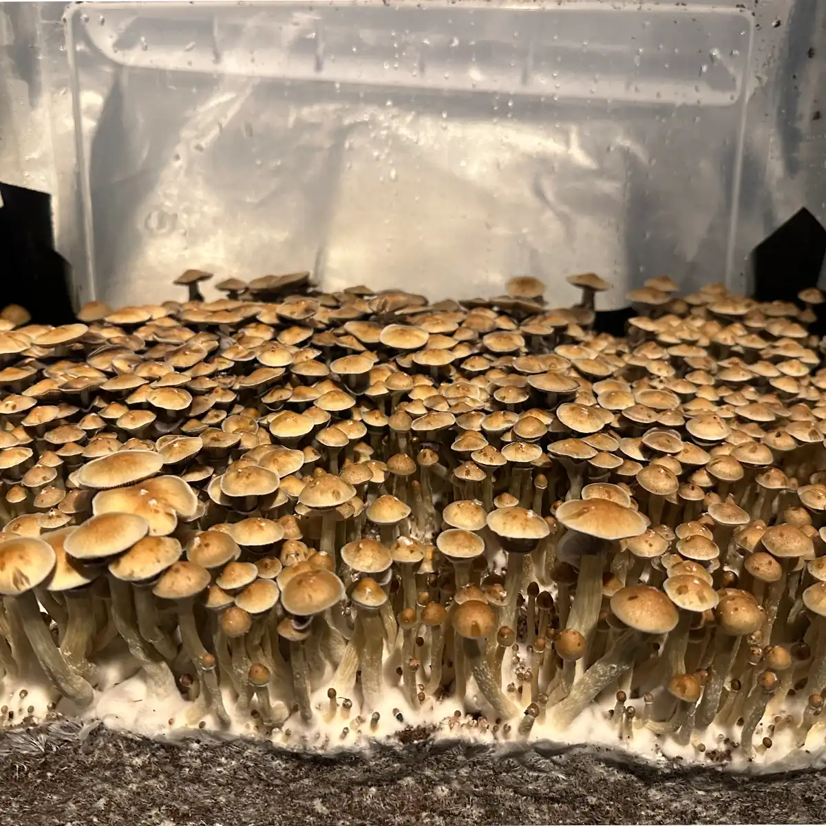 A large flush of Corumba Brazil cubensis spore syringe mushrooms.
