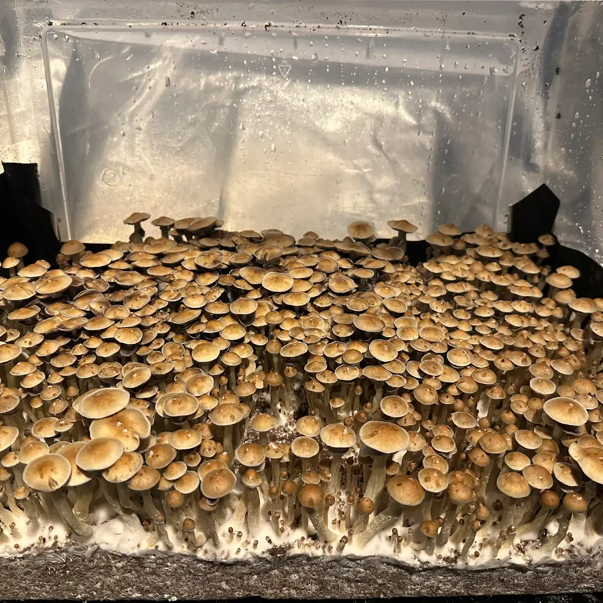 A thriving tub of Corumba Brazil cubensis spore syringe mushrooms.