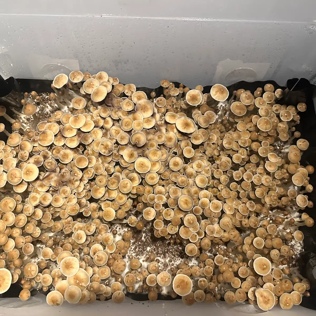 Corumba Brazil Cubensis Spore Syringe - Image 2