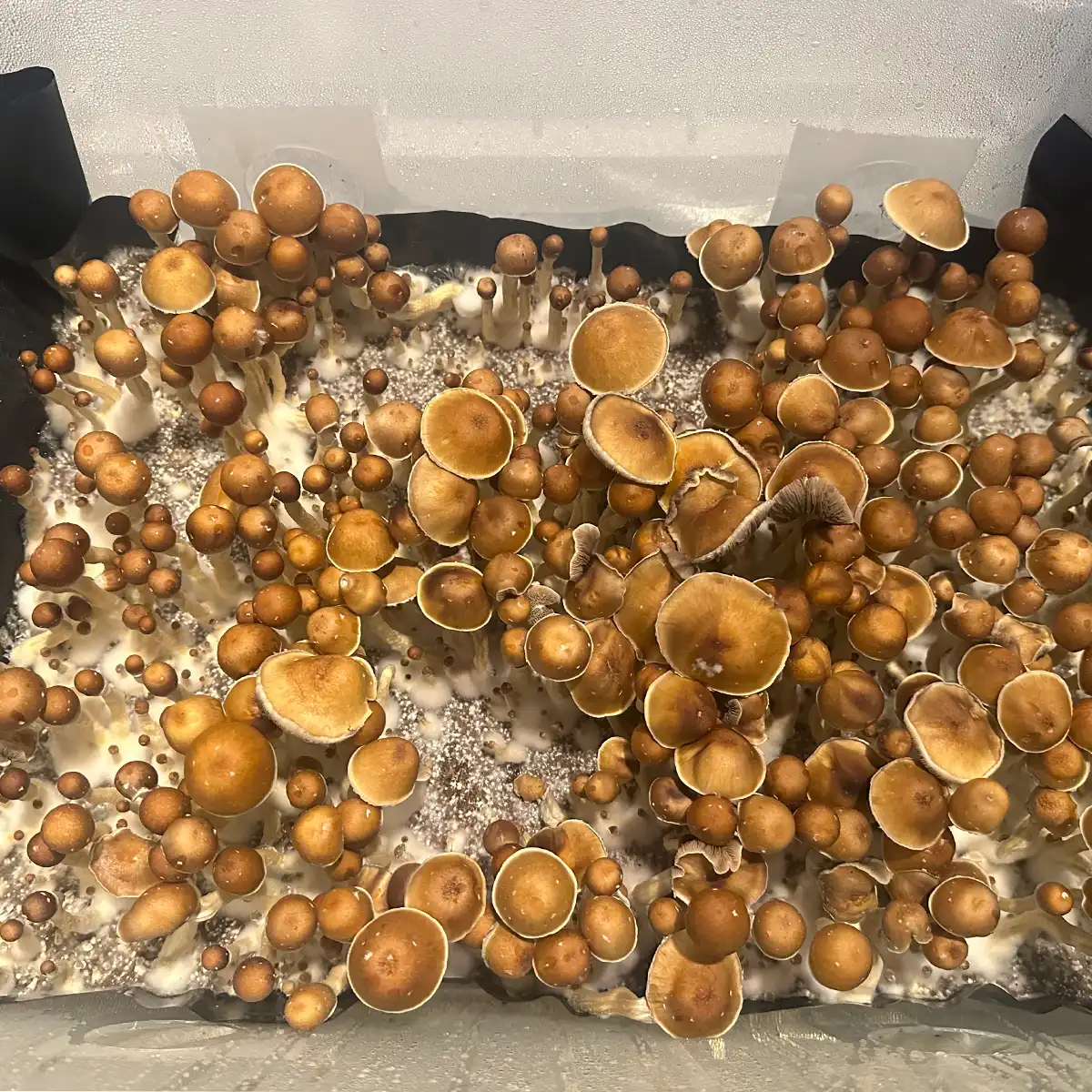 An aerial view of Wonky Donkey Cubensis spore syringe mushrooms.