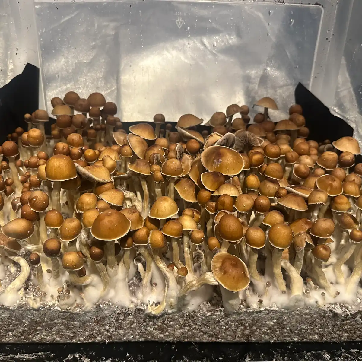 A thriving tub of Wonky Donkey Cubensis spore syringe mushrooms.