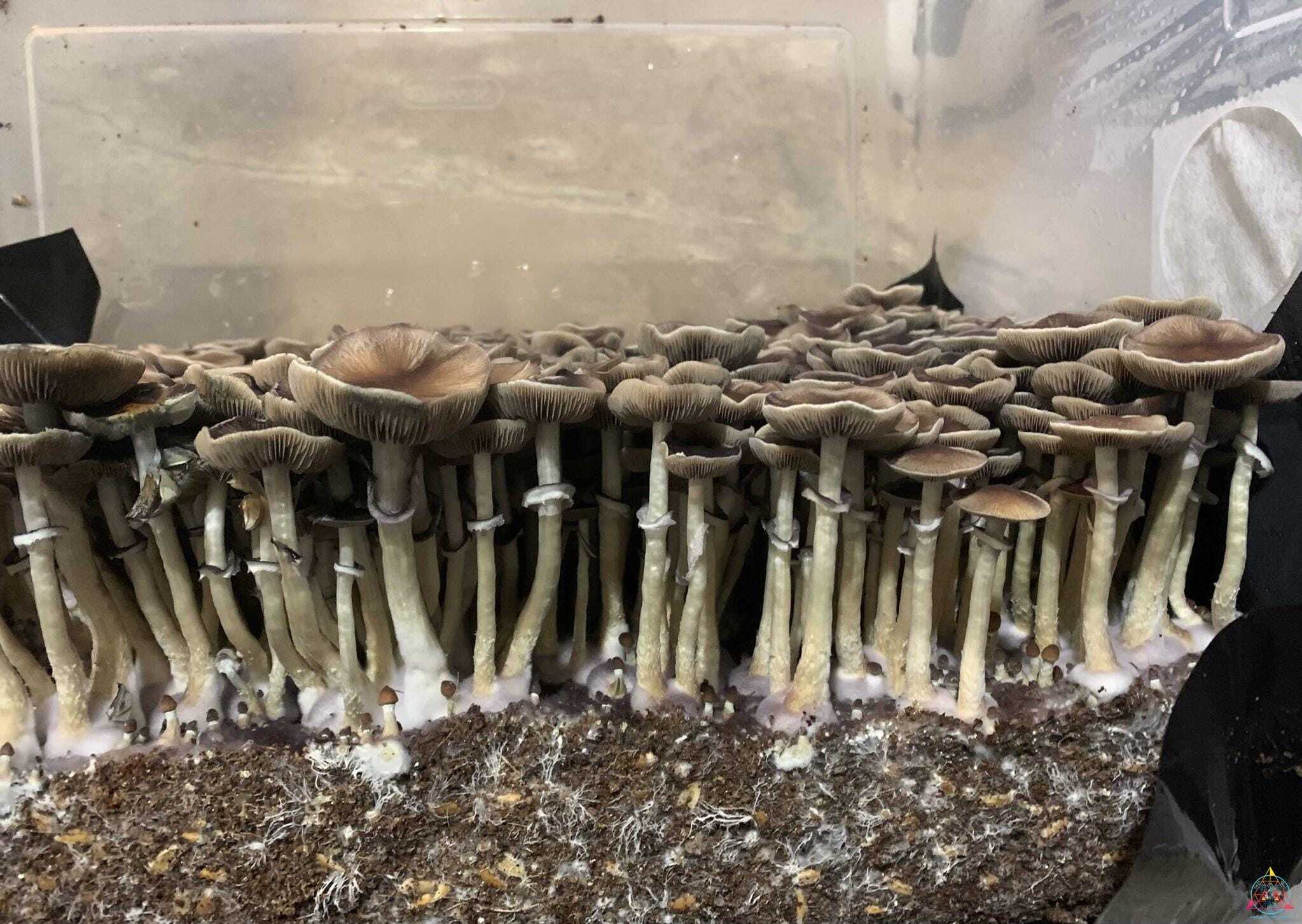 Pink Buffalo Cubensis Spore Syringe - Image 5