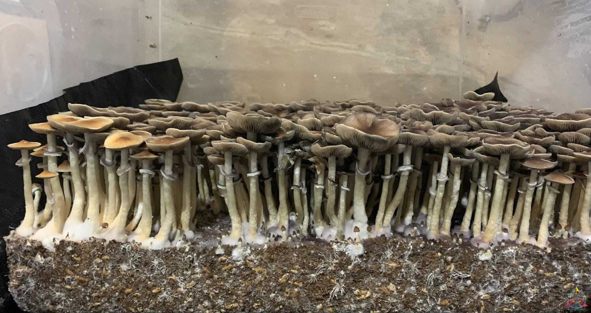 Pink Buffalo Cubensis Spore Syringe - Image 3