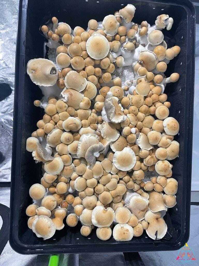 TEX PE6 Spore Print - Image 2