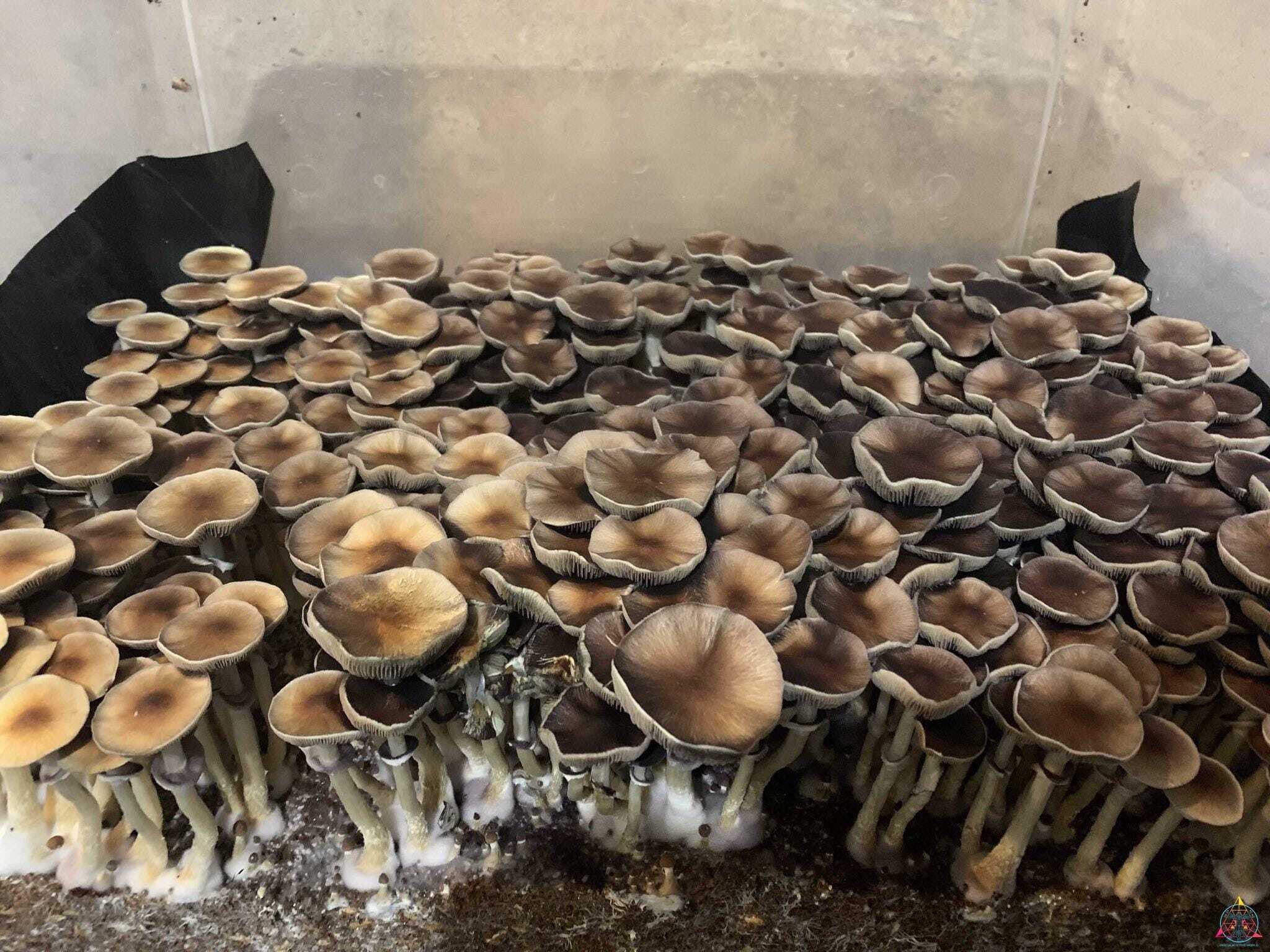 Pink Buffalo Cubensis Spore Syringe