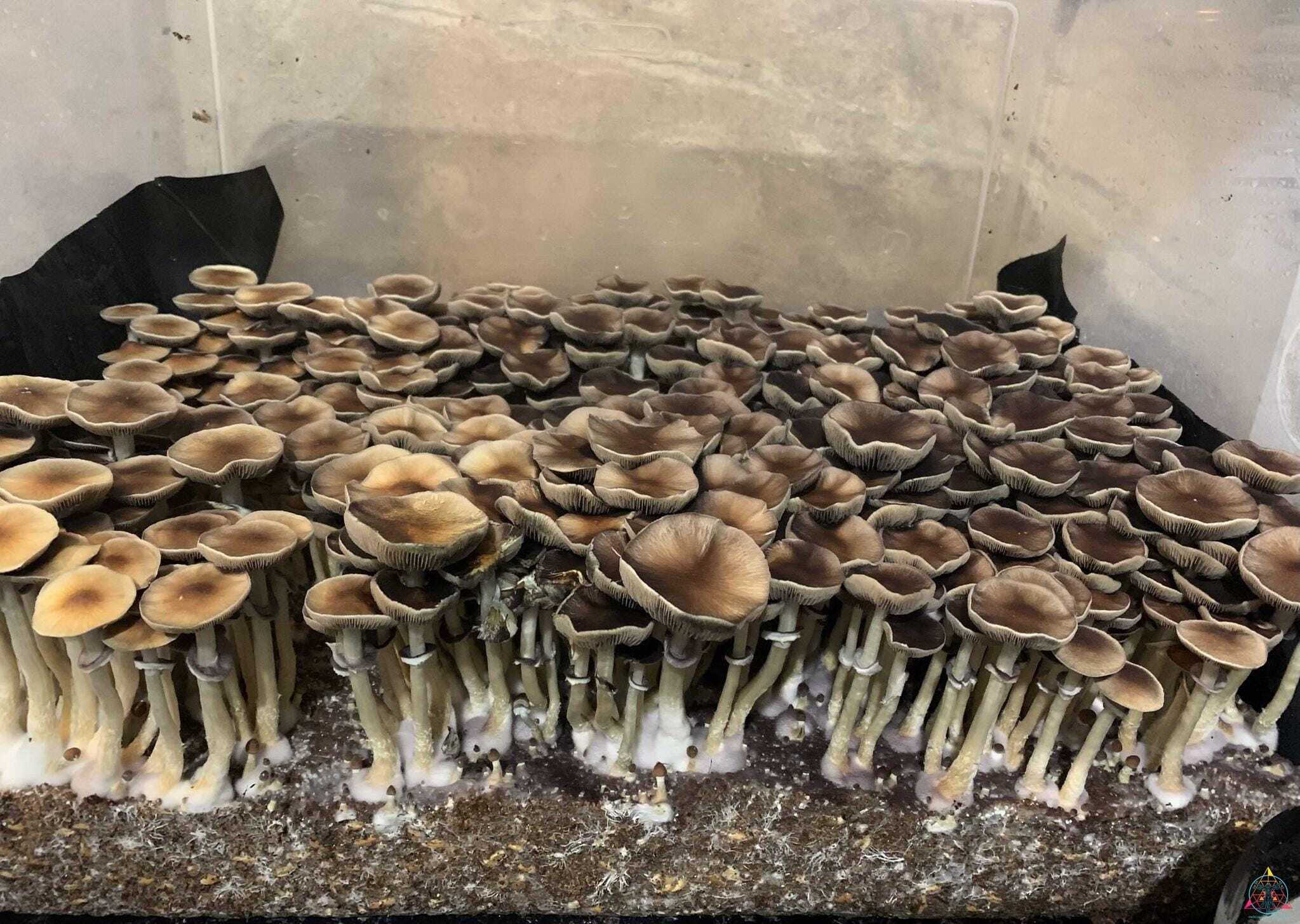 Pink Buffalo Cubensis Spore Syringe - Image 2