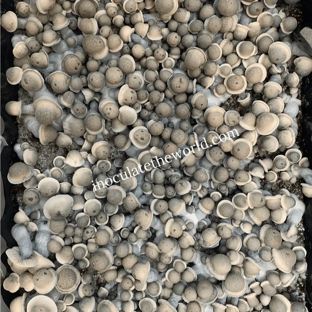 A large flush of Albino Penis Envy mushrooms
