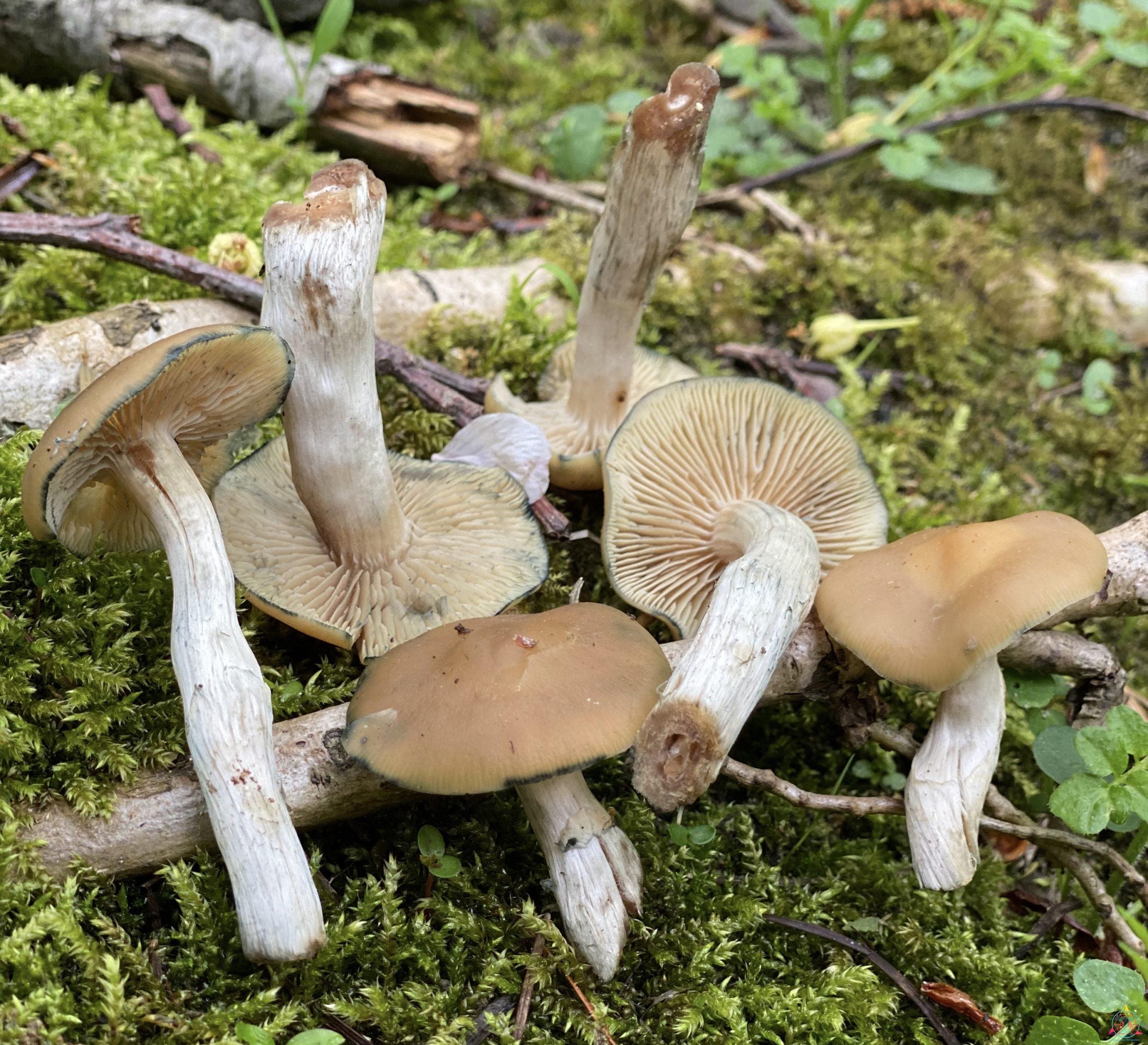 Psilocybe Ovoideocystidiata Spore Print