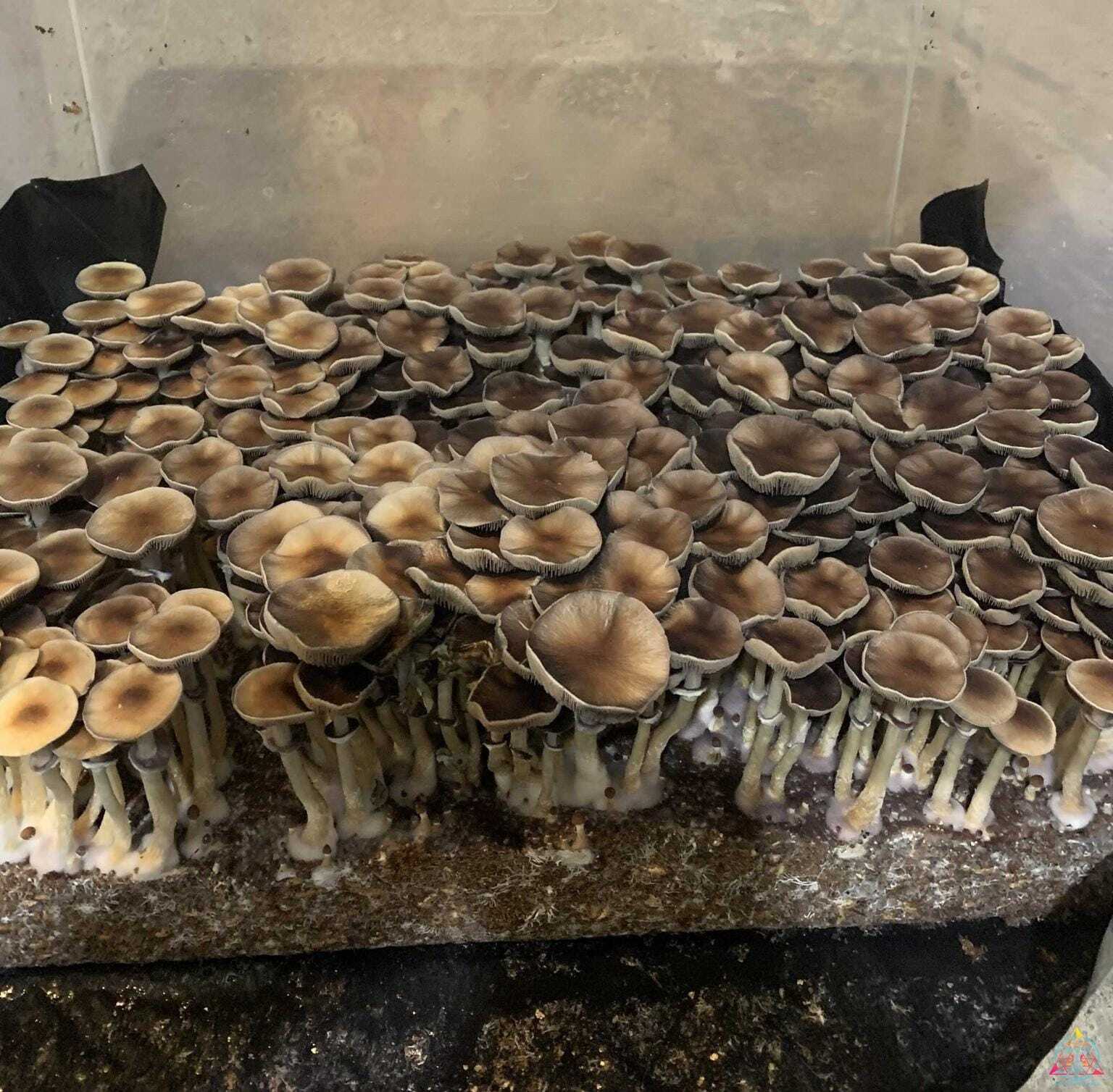 Pink Buffalo Cubensis Spore Syringe - Image 4