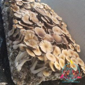Lizard King Cubensis Spore Print