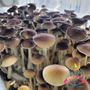 Tosohatchee Cubensis Isolated Spore Syringe