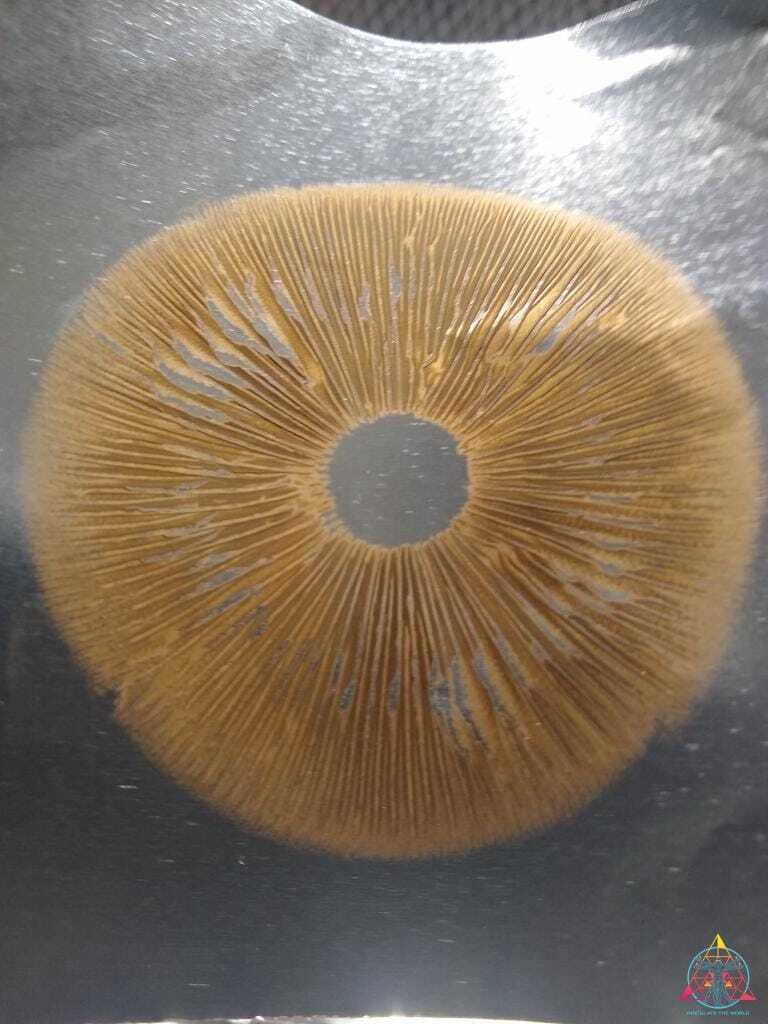Golden Halo Spore Syringe