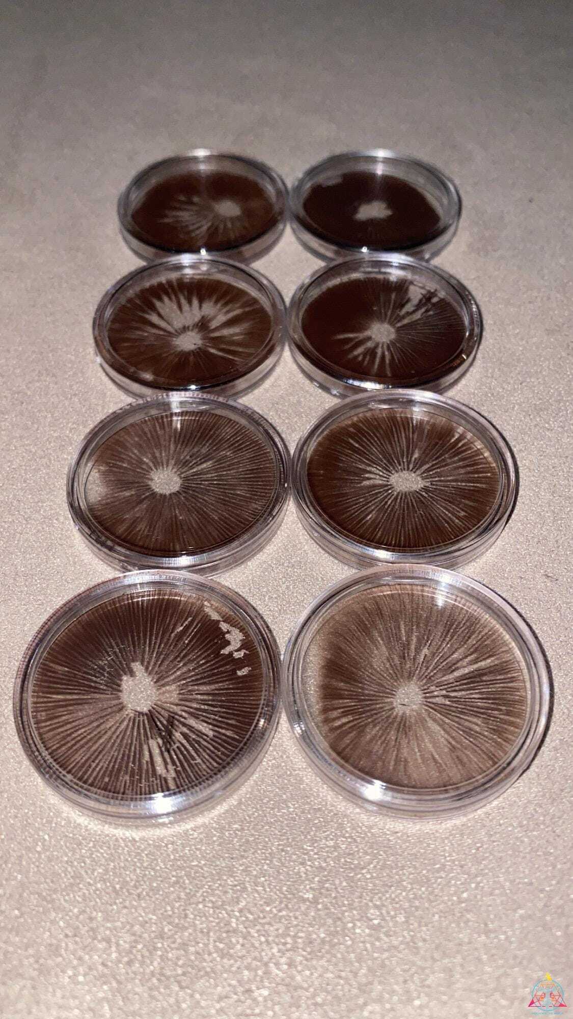 Psilocybe subaeruginosa (Australia) Spore Print - Image 2