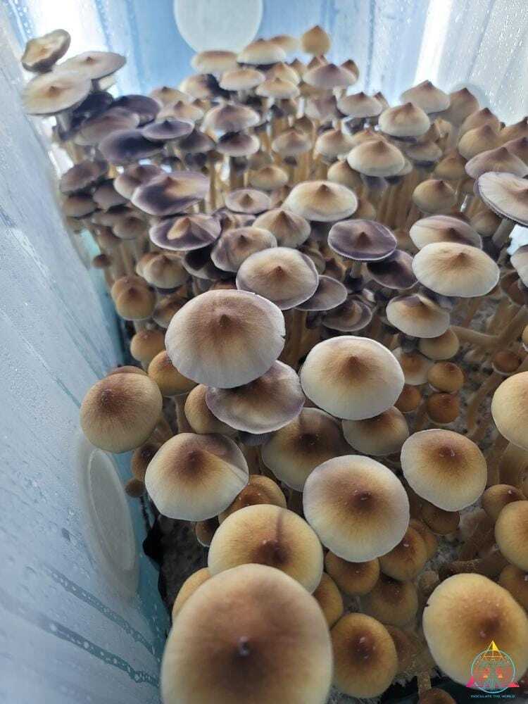 Plantasian Mystery Spore Print