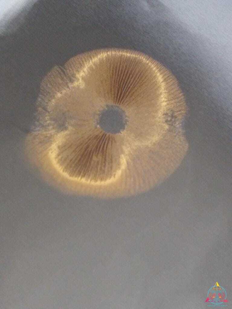Golden Halo Spore Syringe - Image 9