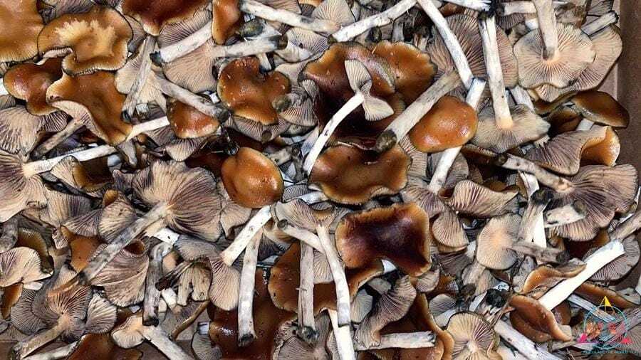 Vancouver company makes first legal harvest of Psilocybe cubensis