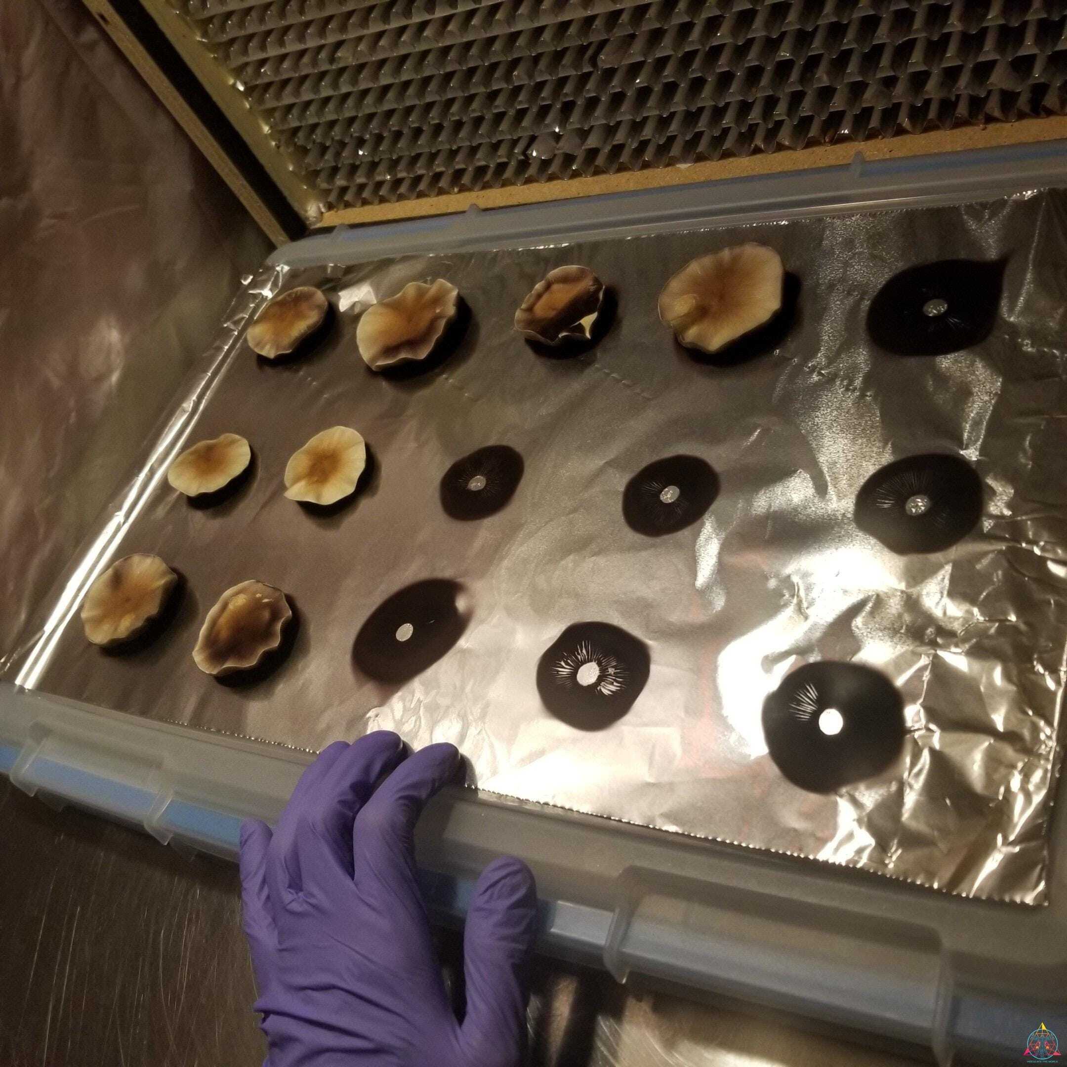 Ecuador Cubensis Spore Print - Image 2