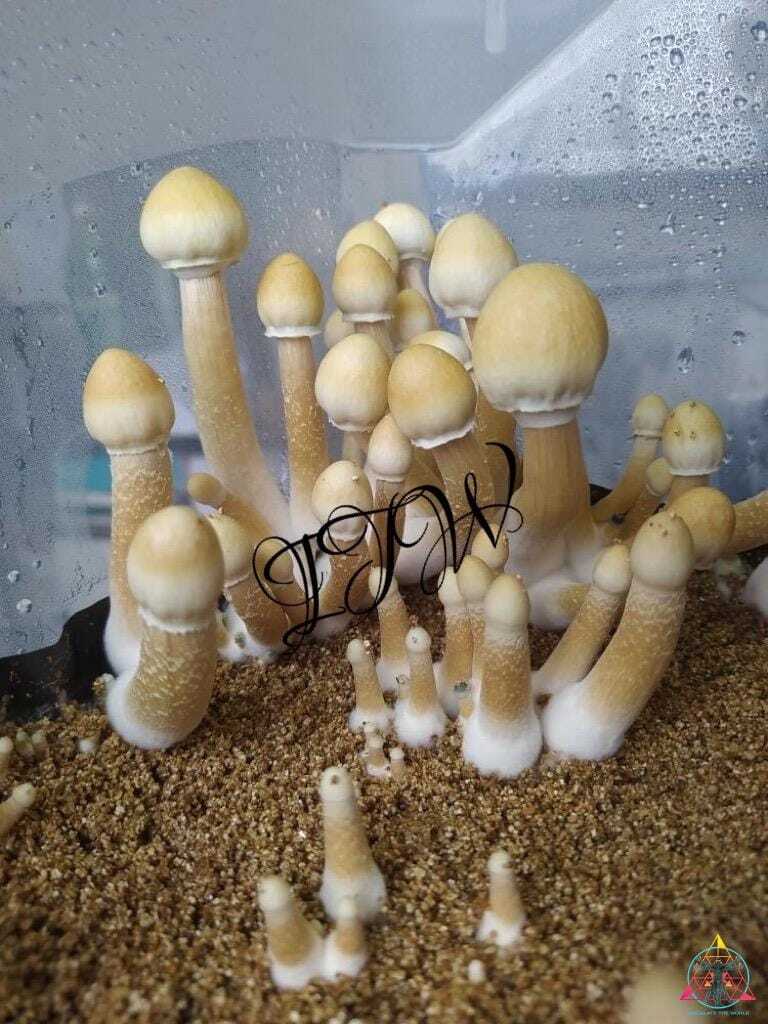 AA+ Leucistic Cubensis Spore Syringe - Image 2