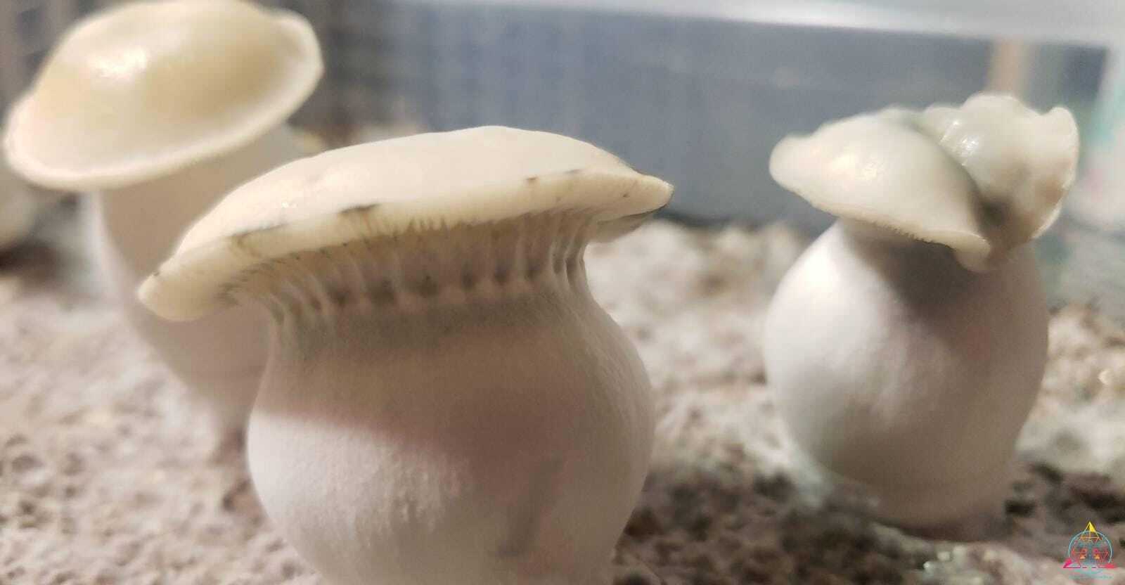 TAT "True Albino Teacher" Cubensis (Yeti ISO) Spore Swab