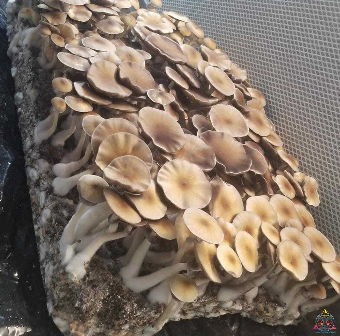 Lizard King Cubensis Spore Syringe