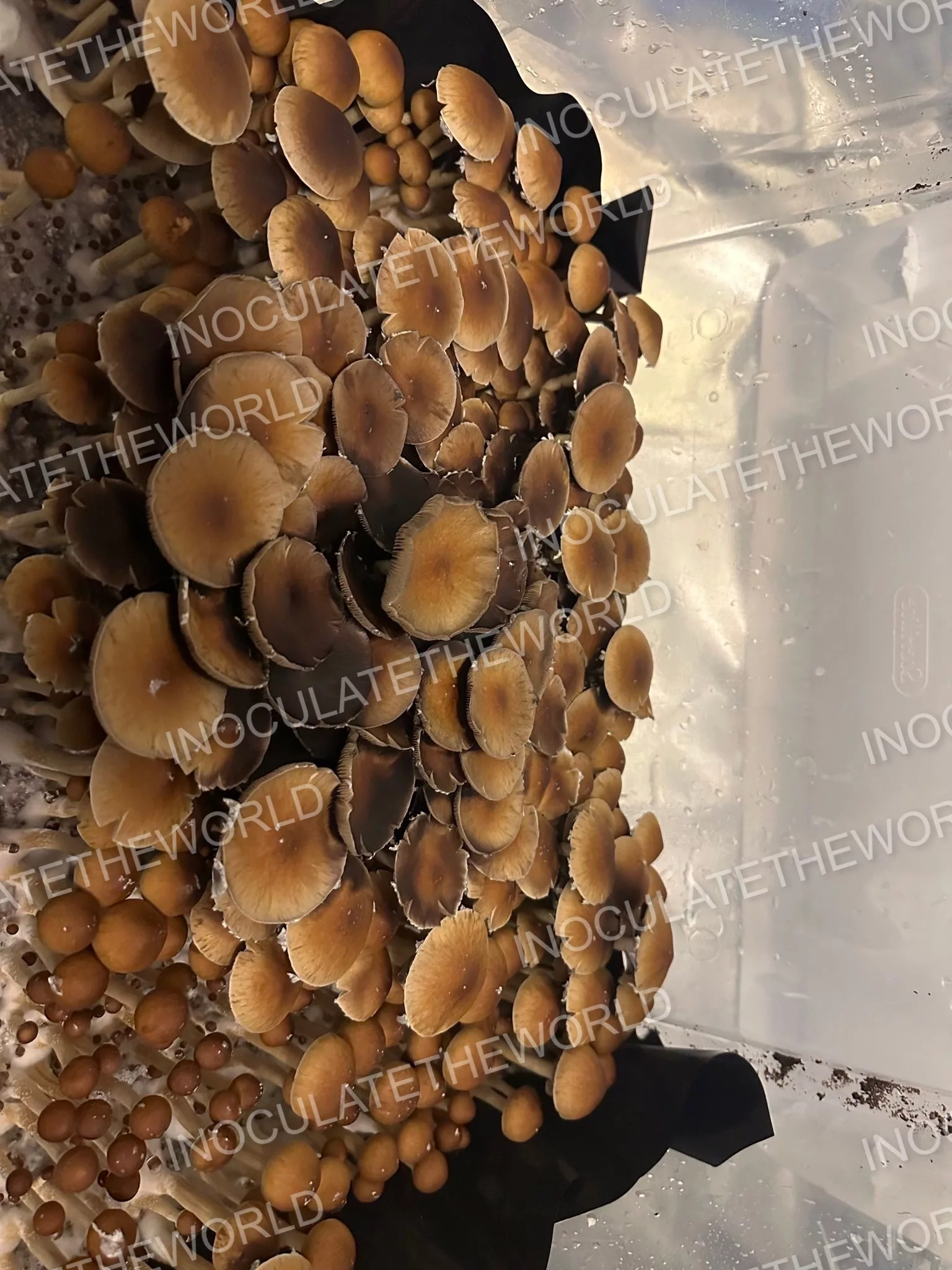 Gulf Coast Cubensis Spore Syringe - Image 2