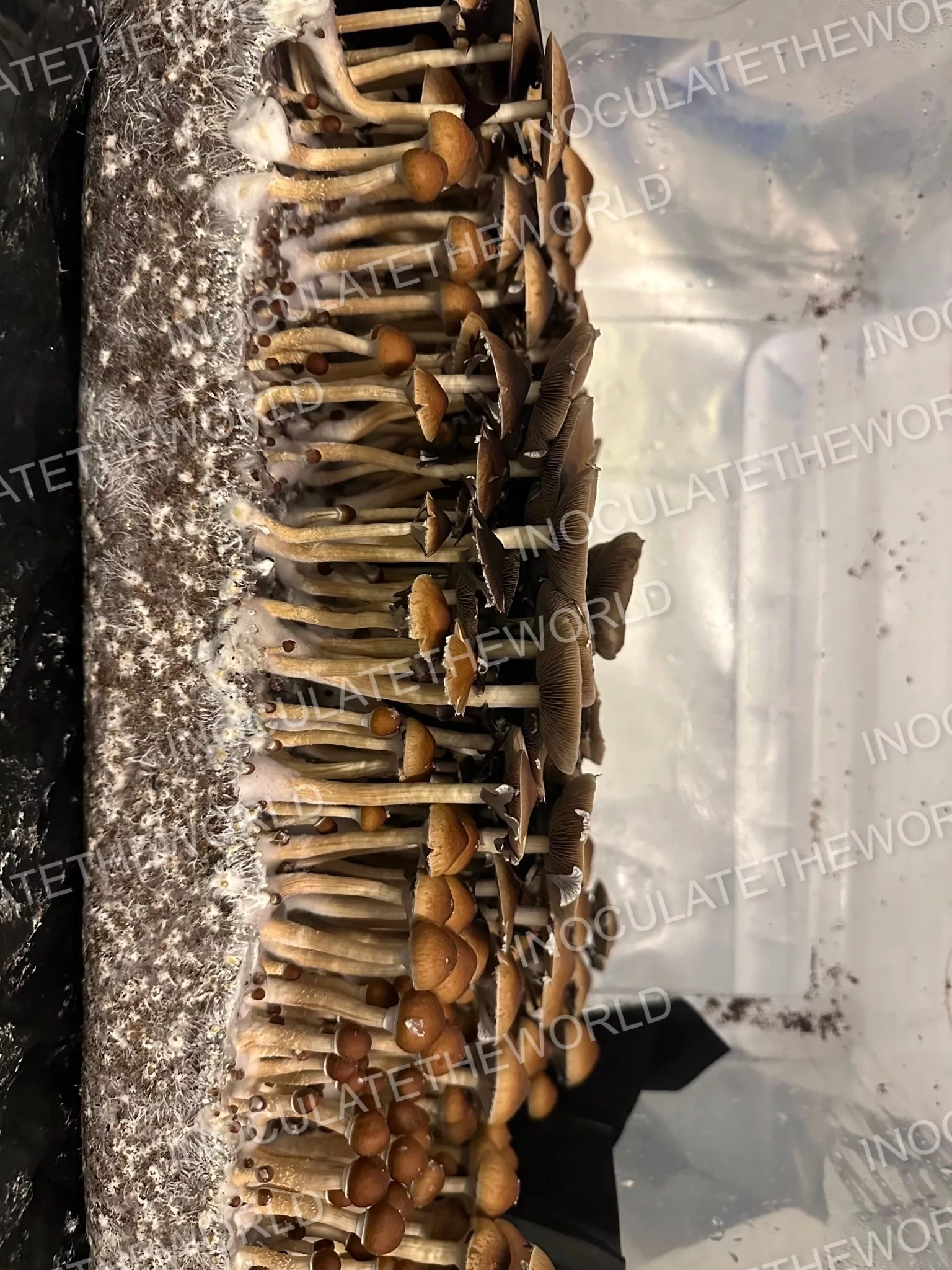 Gulf Coast Cubensis Spore Syringe - Image 10
