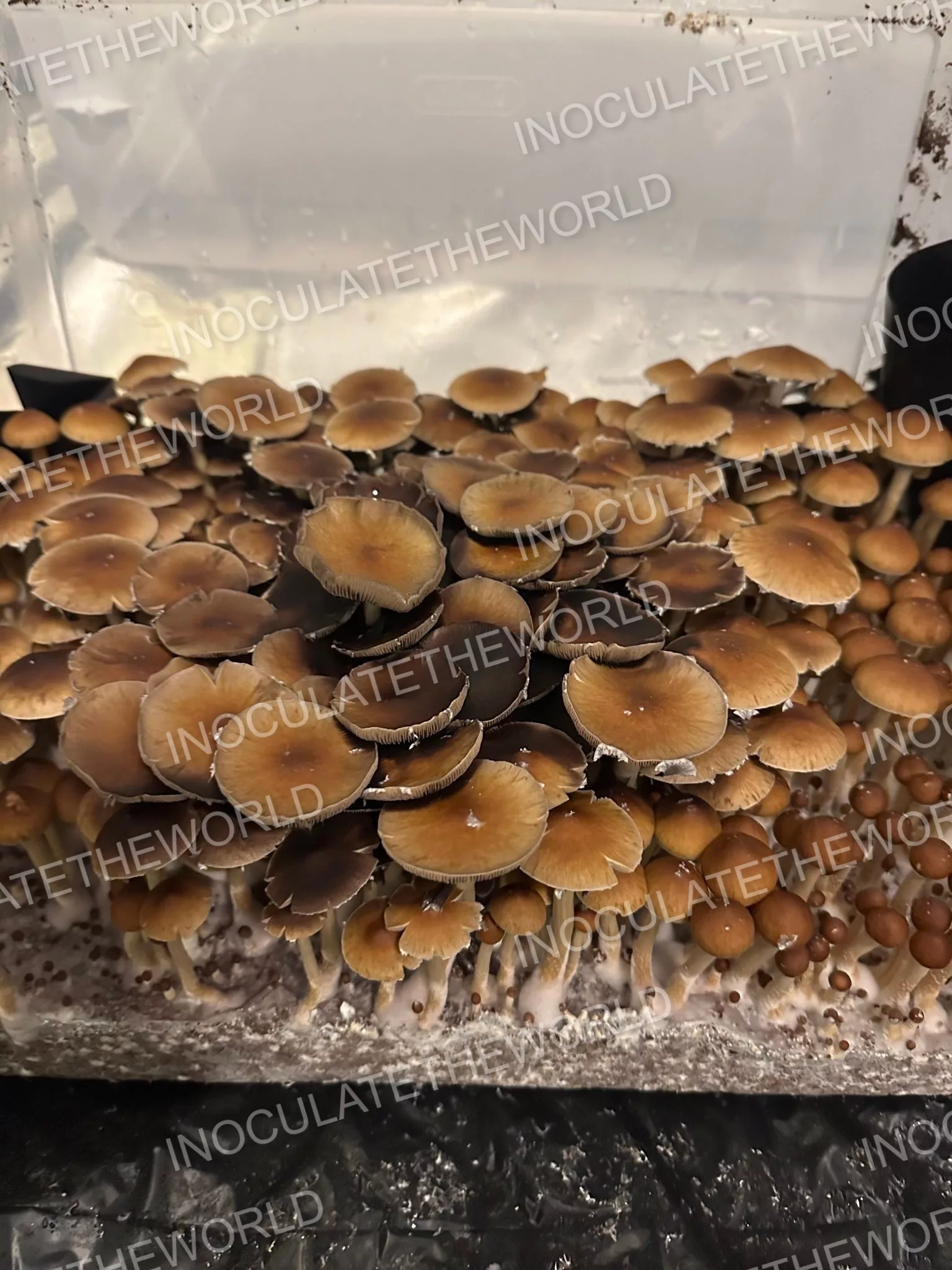 Gulf Coast Cubensis Spore Syringe - Image 11