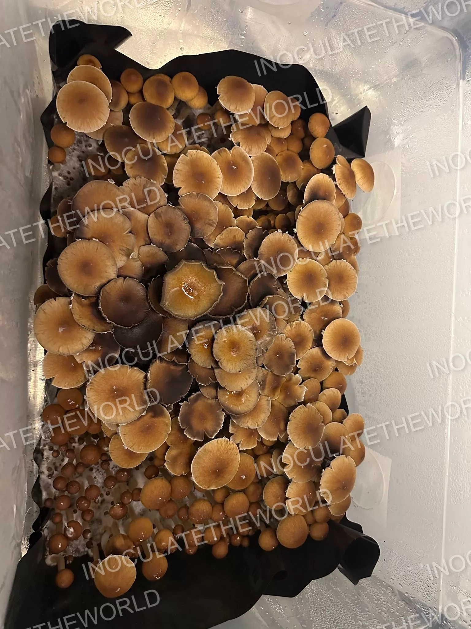 Gulf Coast Cubensis Spore Syringe - Image 12