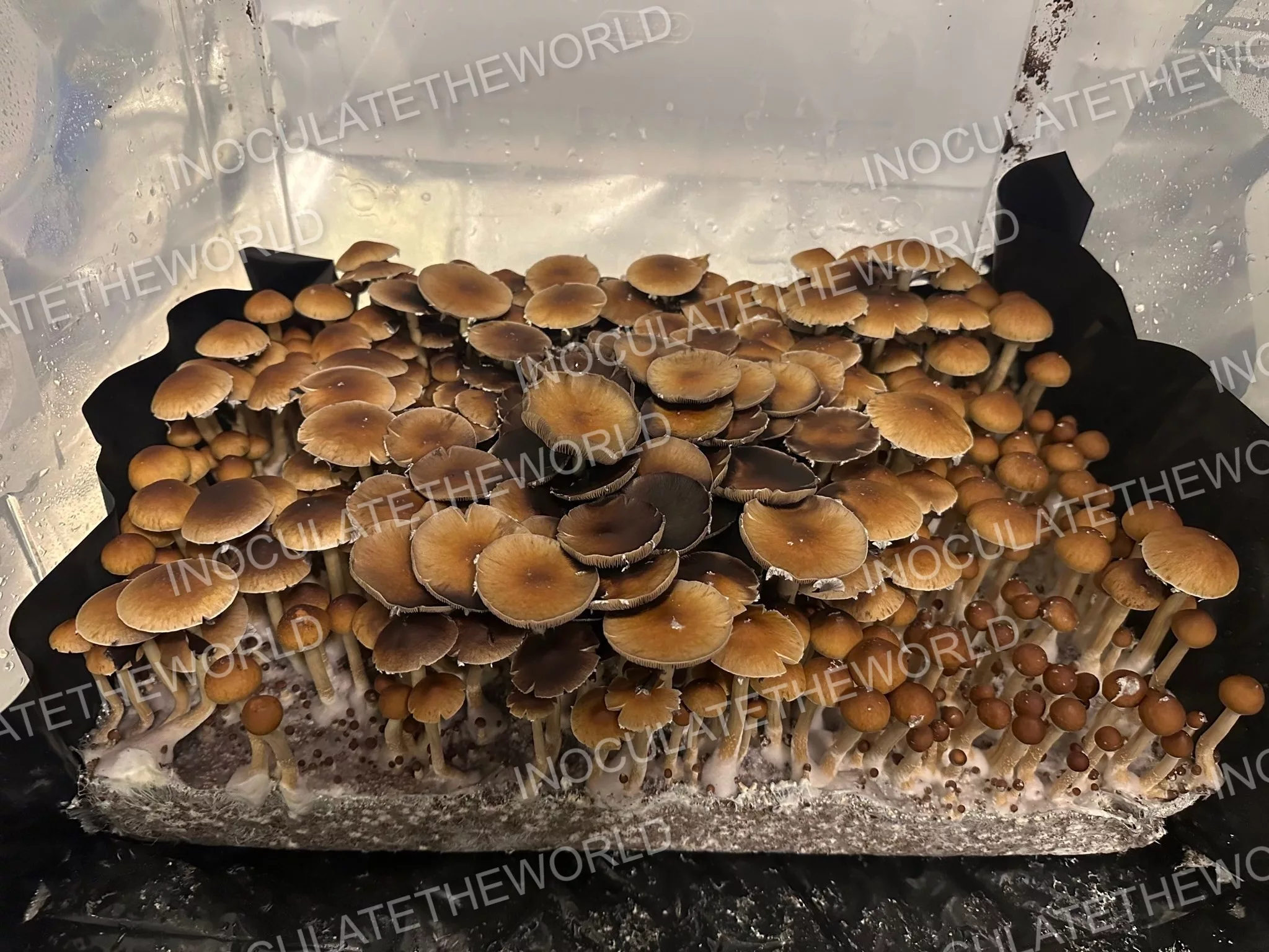 Gulf Coast Cubensis Spore Syringe - Image 3